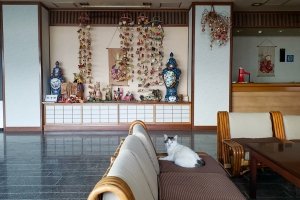 ガラス越しに窺うと、猫がくつろいでいる